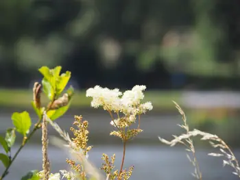 Vielsalm (België)